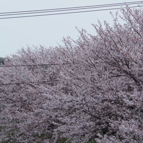 《今日は〇〇の日》たくさんの花が一気に 咲き乱れる春っていいですよねの画像