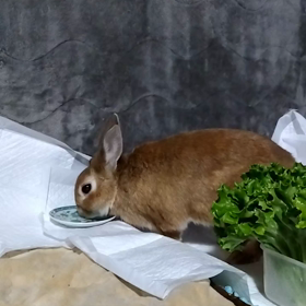 リンゴピューレは好きなのねんの画像