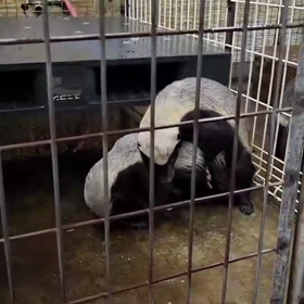 ラーテルの画像