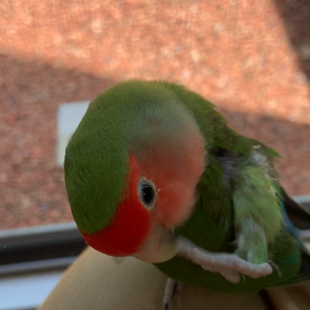 今日は休みだの画像