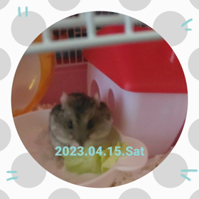 57.5キロ。優しい人たちとハムちゃん。の画像