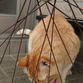 外猫、オモチャに興味。の画像