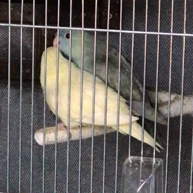 ごめんなさい(＞人＜;)の画像