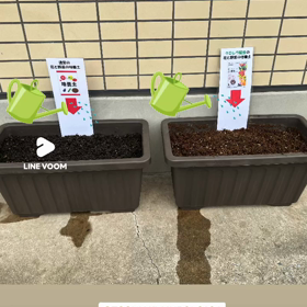 クロレラ栽培コンテストの画像