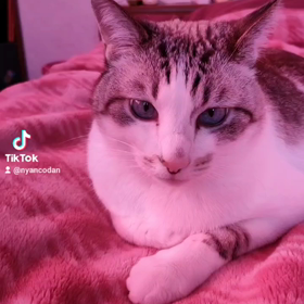 ユキルウかわゆし#Rosefamily #ニャンデジの画像