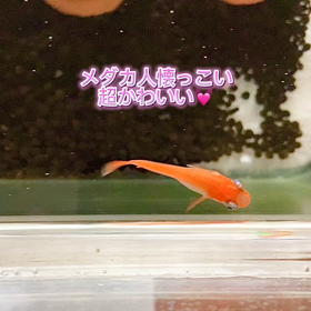 楊貴妃メダカ人懐っこい臆病な紅帝メダカの画像