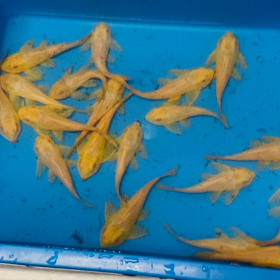 ★アルビノセイルフィンプレコ！★の画像