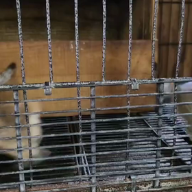 ヨーロッパヤマネコの画像