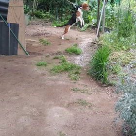 今日のちょこちゃん(動画)の画像