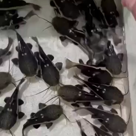 レッドテールキャットウルトラショート大量輸入！の画像