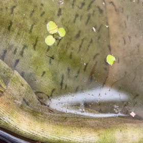 今年初めての針子の画像