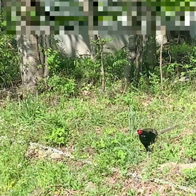 雉の画像
