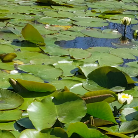 今朝のとんぼ池の睡蓮の画像