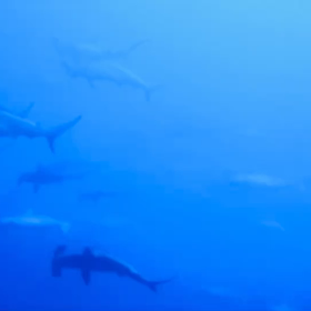 2023/05/10エラの記憶の画像