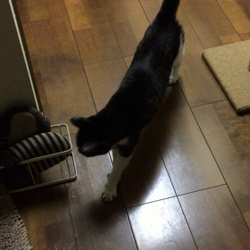 帰ったよ〜の画像