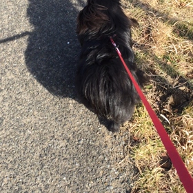 長者原サービスエリアのドッグランの画像