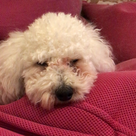 ネムネムの画像