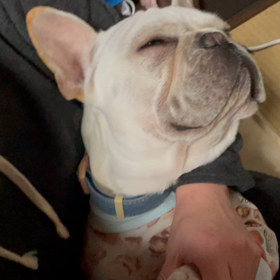 お散歩後の保湿と主張の強い涙焼けの画像