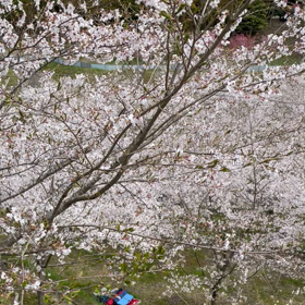 絶景桜スポットの画像