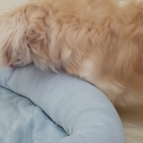 へんなうん○の画像