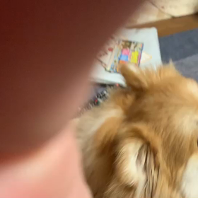 嫉妬するポメちゃまの画像