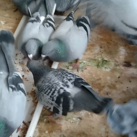 今朝の鳩君の食事風景です。の画像