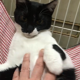 甘える森の3姉妹の画像