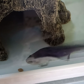 新しく仲間入りの画像