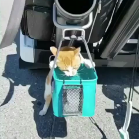 かわいいにゃーの画像