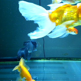 黒オランダ合流しました。の画像