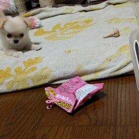 チワワのバニラちゃん　2ヶ月の画像