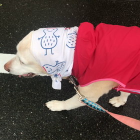 今朝のシニアわんこのお散歩スローリーの画像