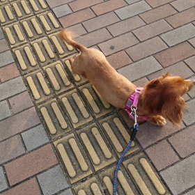 我が家のクッキーの画像