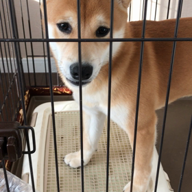 ペットボトル。の画像