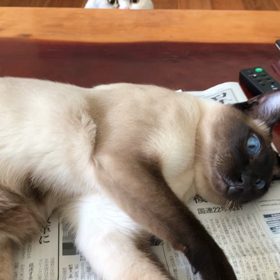 猫がいる生活（平和なひととき）の画像