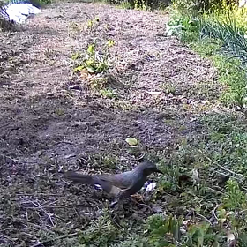 すぎぴたんの事件簿シーズン3　201話（レストランきんかん！）の画像