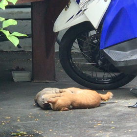 タイの猫(その20)の画像