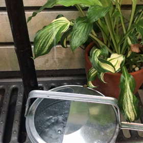 梅雨入りの画像