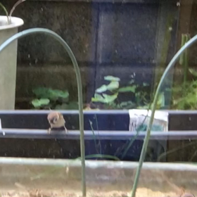 やっと庭の片付けと雀その後の画像