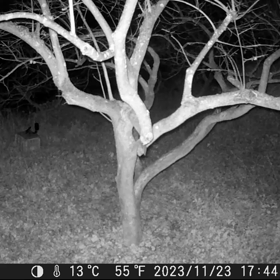 すぎぴたんの事件簿シーズン3　433話（久しぶりにコウモリ）の画像