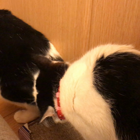 今日のうちの子達の画像