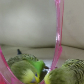 おはよー☀ぴーちゃんの画像