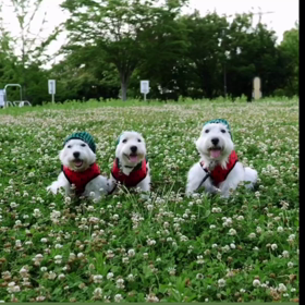 スイカの名産地♫の画像