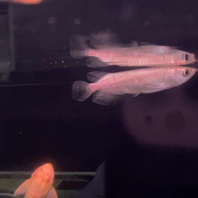 ★入荷しました！★の画像