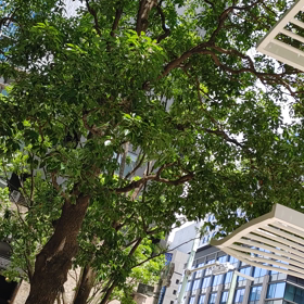 ２日続けて日本橋の画像