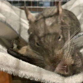 【デグー】お布団でモゾモゾ…の画像