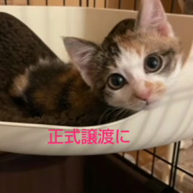 猫と暮らすの画像