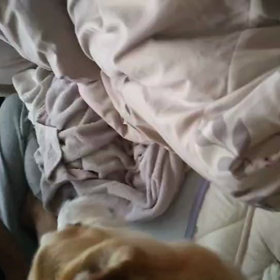 ボスンッ！の画像