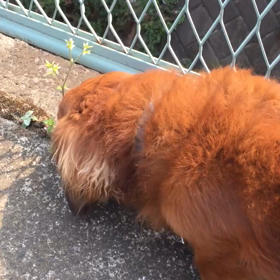 ３４５＄の巻の画像