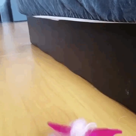 我が家のお姫様の画像